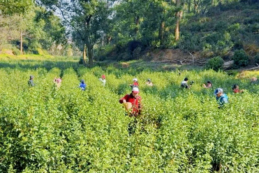 微信图片_20250319102707.jpg 微信图片_20250319102707.jpg